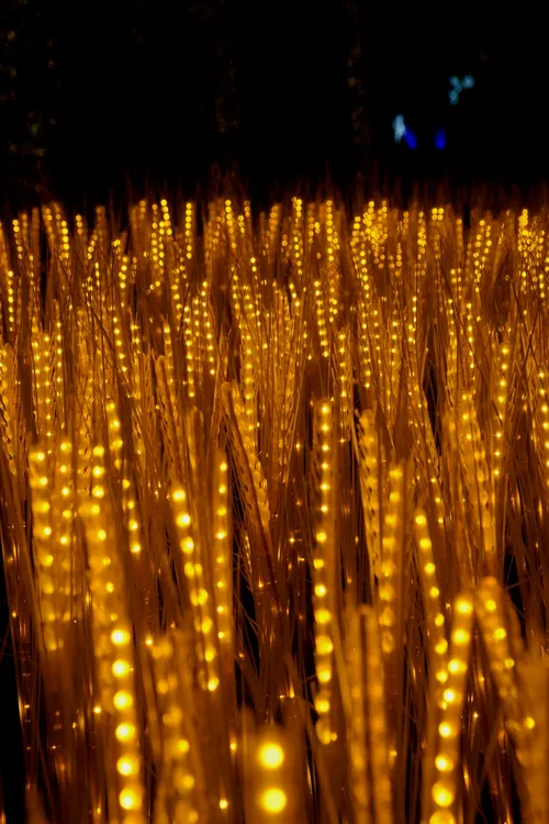Виставка світла «Illuminarium» у парку Експоцентру на півдні Києві (5)